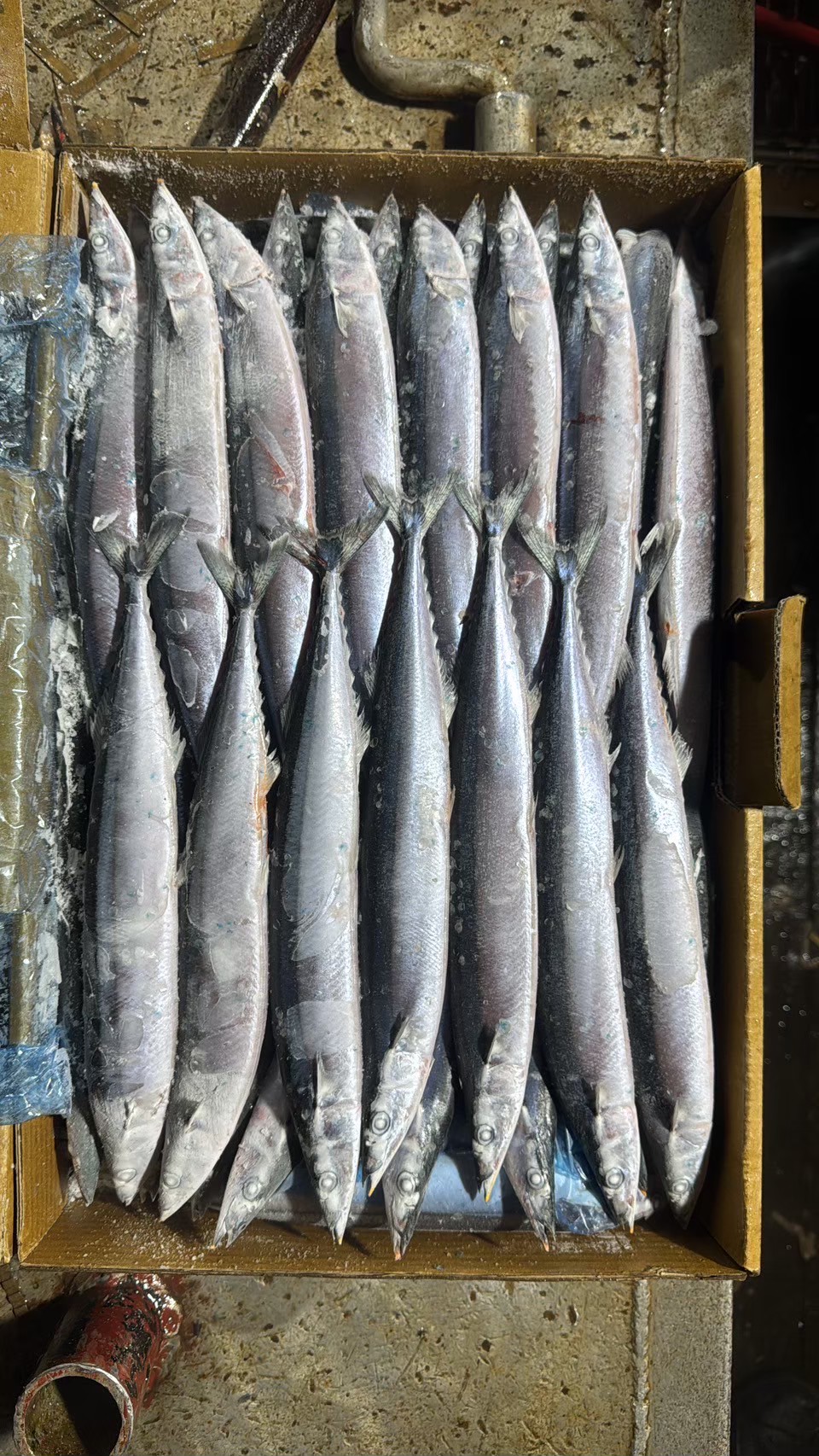 秋刀魚 特號（特大）