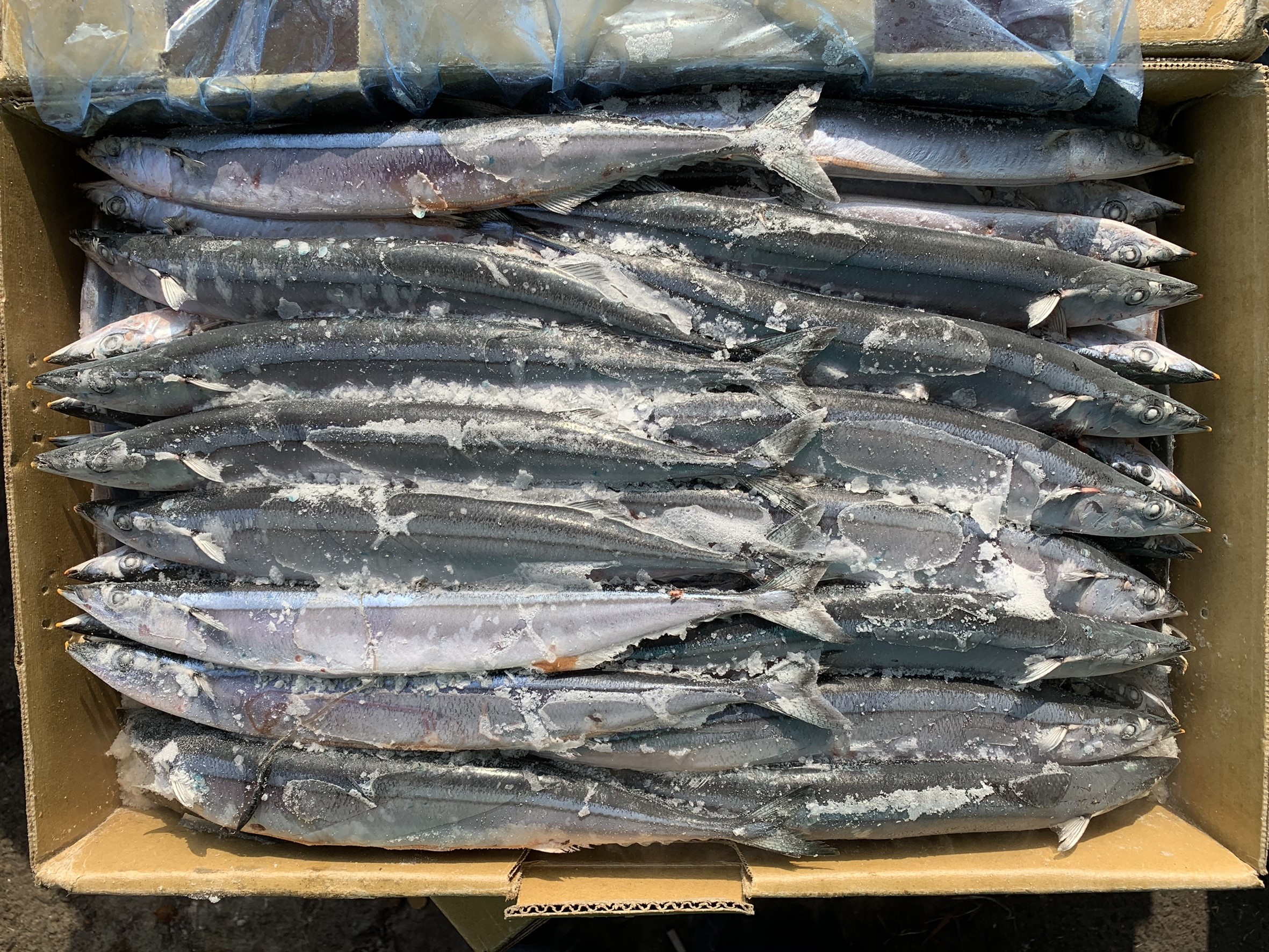 秋刀魚 1 號