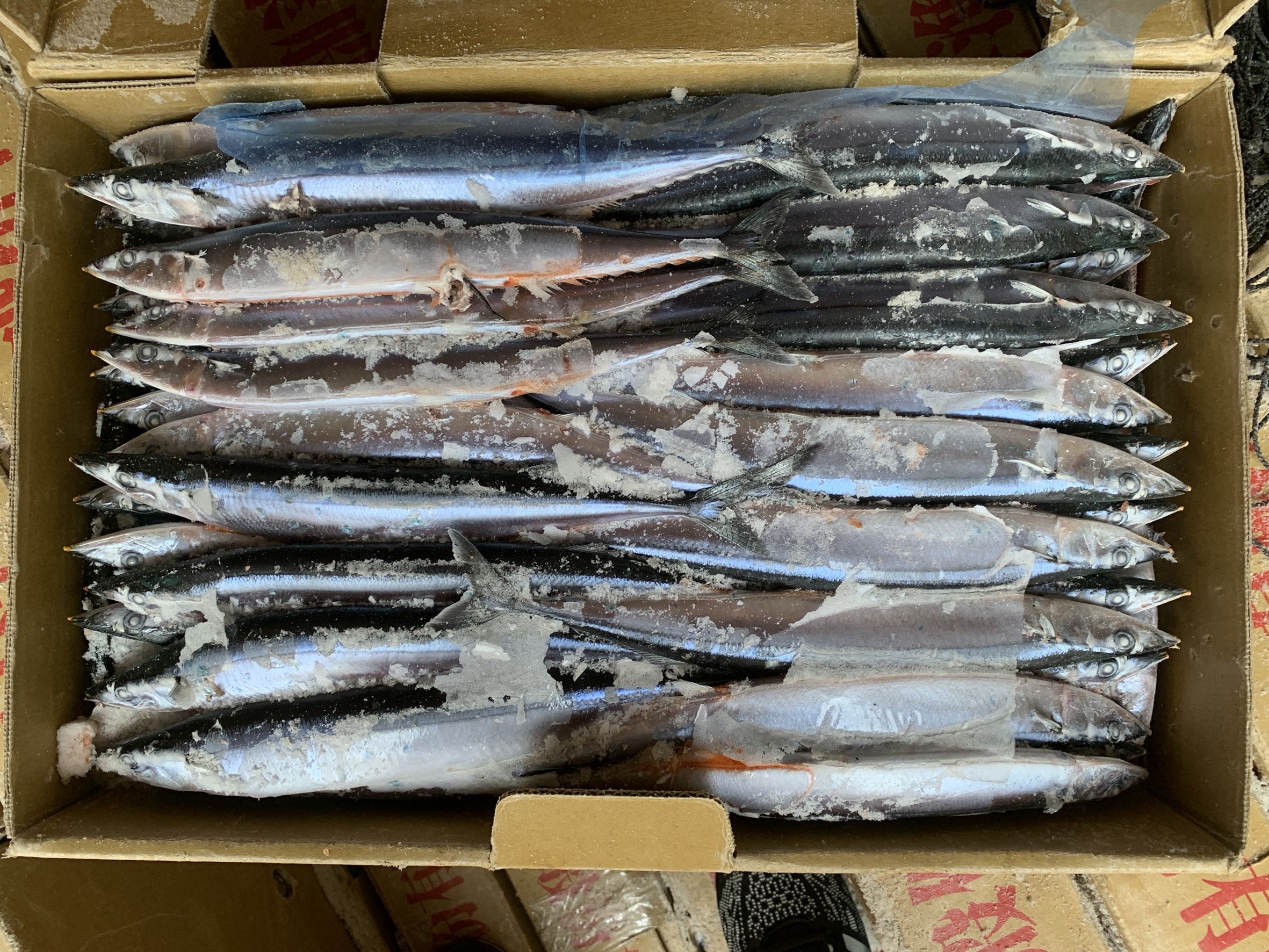 秋刀魚 2 號