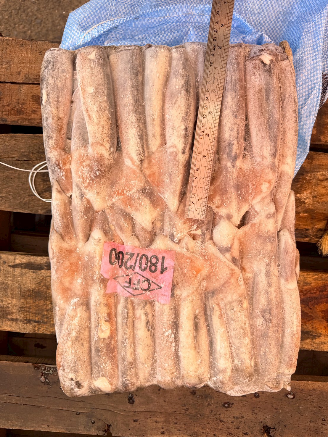 阿根廷魷魚 180/200